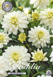 Dahlia Border Art Fair