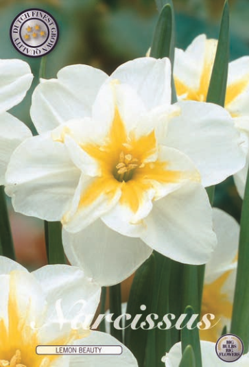 Narcis Splitcrown Lemon Beauty
