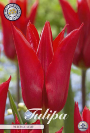 Tulipa Lilyflowering Pieter de Leur
