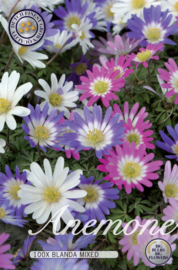 Anemone Blanda Mixed