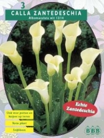 Calla Zantedeschia, Wit