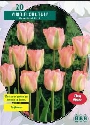 Tulipa Groenland, Viridiflora