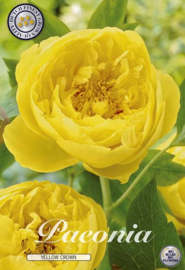 Paeonia Yellow Crown