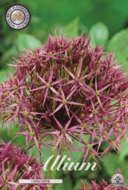 Allium Albopilosum Christophii