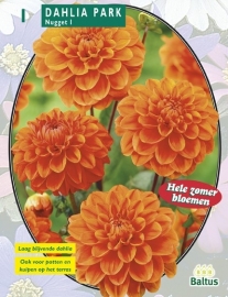 Dahlia Park Nugget