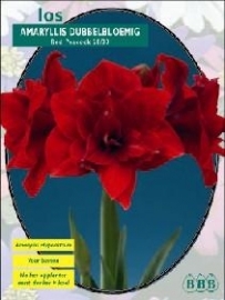 Amaryllis Red Nymph doubleflowered