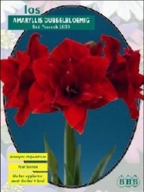 Amaryllis Nympf Rot