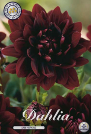 Dahlia Decoratief Sam Hopkins