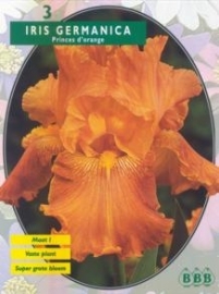Iris Germanica, Oranje