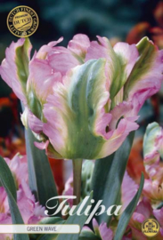 Tulipa Parrot Green Wave