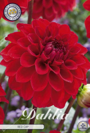 Dahlia Ball Red Cap