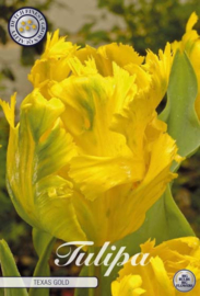 Tulipa Parrot Texas Gold