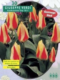 Tulipa Giuseppe Verdi, Kaufmannia