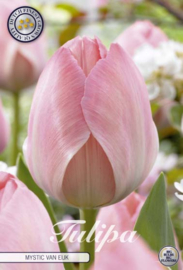 Tulipa Darwin Mystic van Eijk