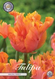 Tulipa Amazing Parrot