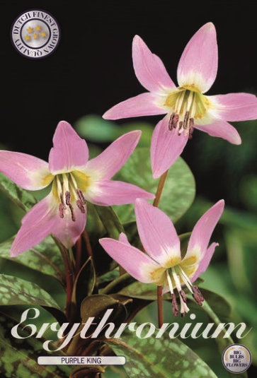 Erythronium Purple King