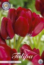 Tulipa Multiflora Fiery Club