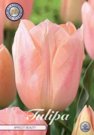 Tulipa Triumph Apricot Beauty