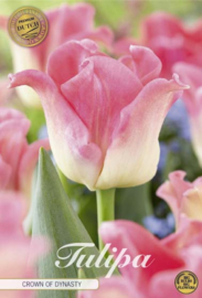 Tulipa Crown of Dynasty
