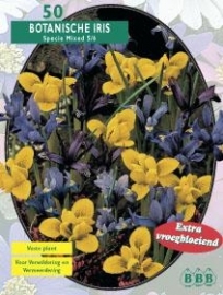 Iris Reticulata, Mix
