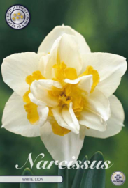 Narcis Double White Lion