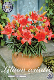 Lilium Pixie Red