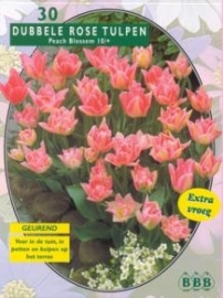 Tulipa Peach Blossom Gefuhlt