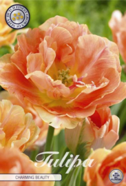 Tulipa Double Late Charming Beauty