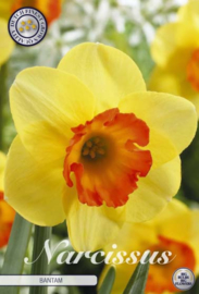 Narcis Trumpet Bantam