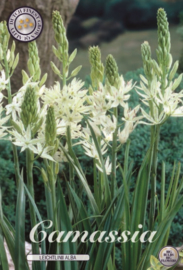 Camassia Leichtlinii Alba