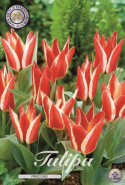 Tulipa Greigii Pinocchio