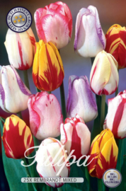 Tulipa Rembrandt Mixed