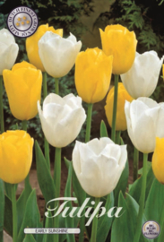 Tulipa Garden Early Sunshine