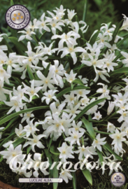 Chionodoxa Luciliae Alba