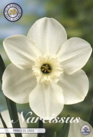Narcis Small Cupped Princess Zaide