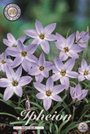 Ipheion Uniflorum Wisley Blue