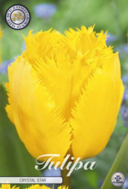 Tulipa Fringed Chrystal Star