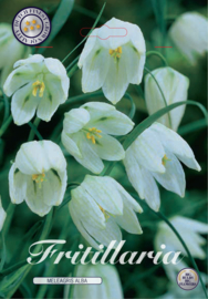 Fritillaria Meleagris Alba