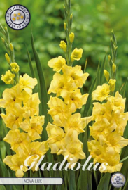 Gladiolus Nova Lux