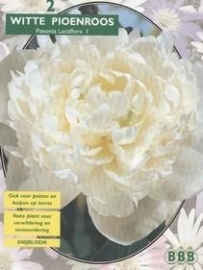 Paeonia White