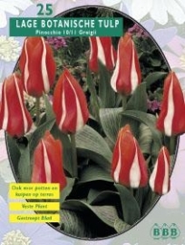 Tulipa Pinocchio, Greiggi