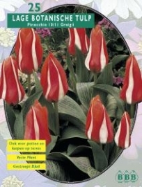 Tulipa Pinochio