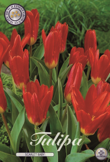 Tulipa Scarlet Baby