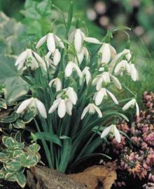 Galanthus