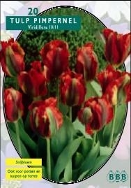 Tulipa Pimpernel