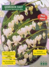 Dicentra Spectabilis Alba Gebroken hartje wit