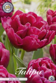 Tulipa Double Late World Bowl