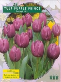 Tulipa Purple Prince