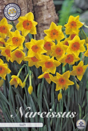Narcis Tazetta Suzy