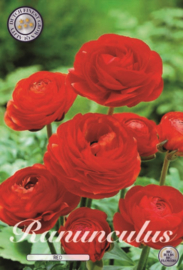 Ranunculus Red